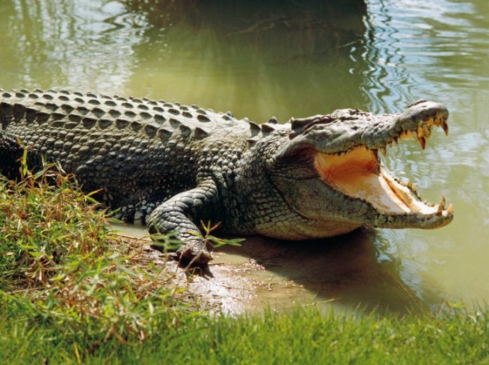 Crocodile attacks a woman in Rarieda